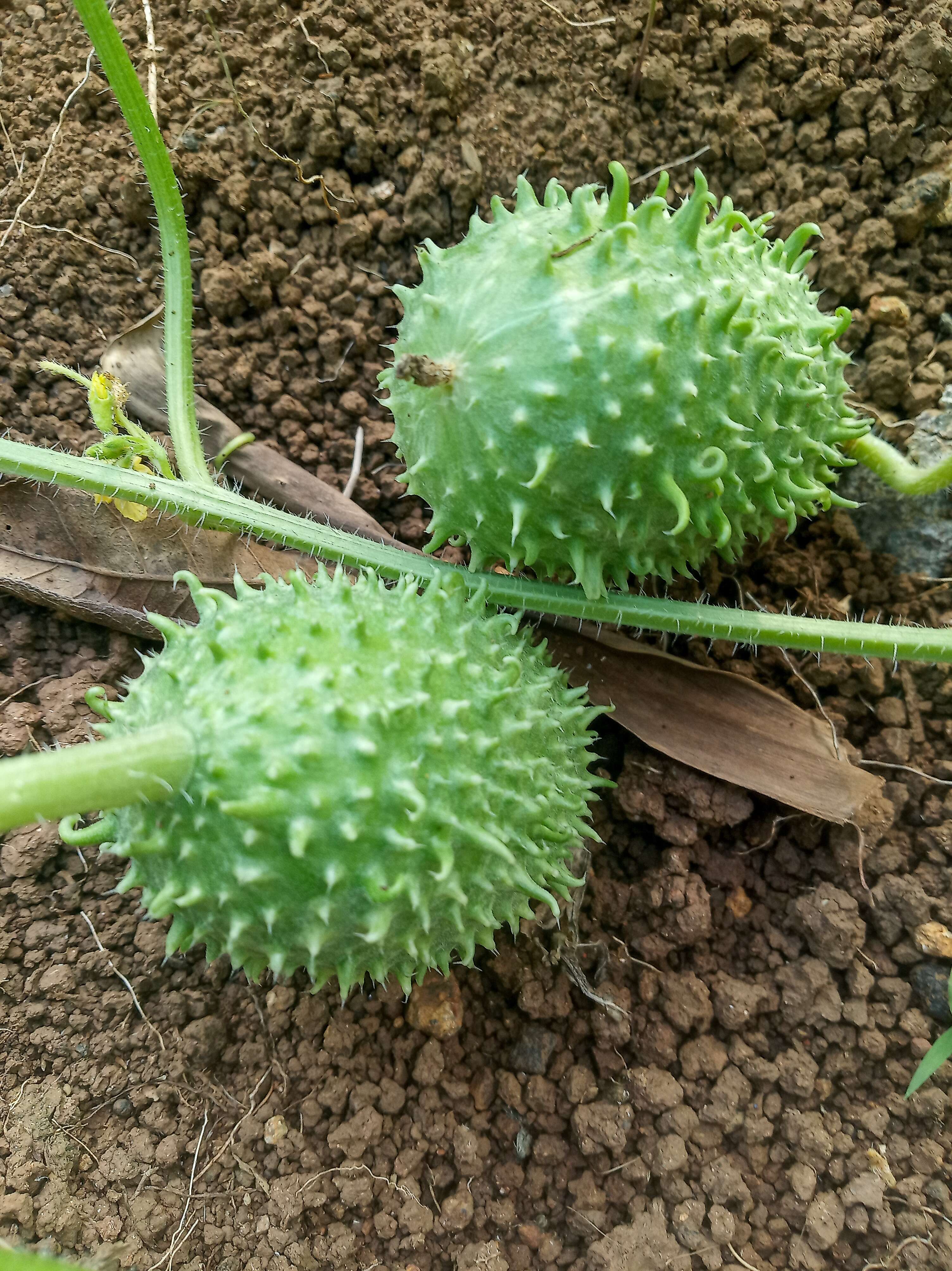Image of West Indian gherkin
