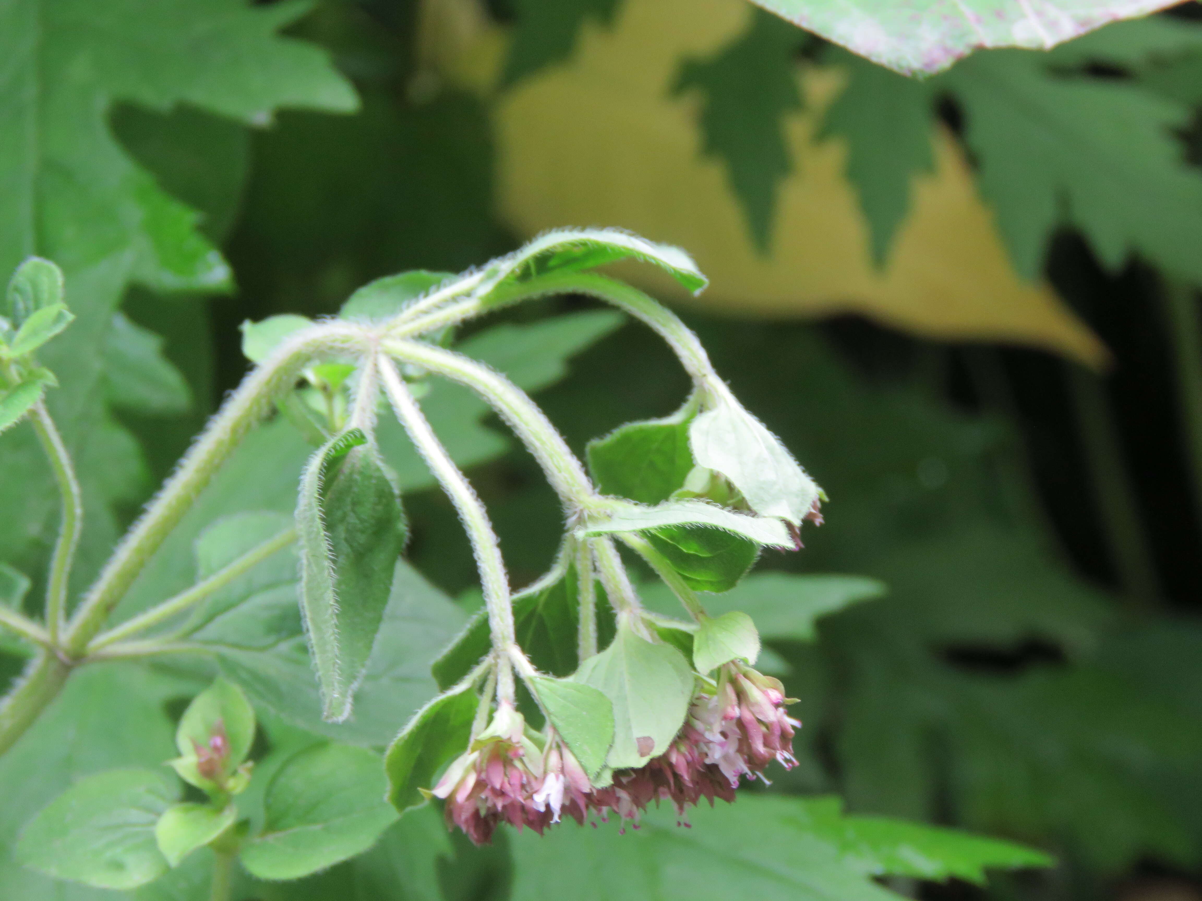 Image of oregano