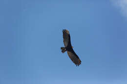 Image of Lesser Yellow-headed Vulture