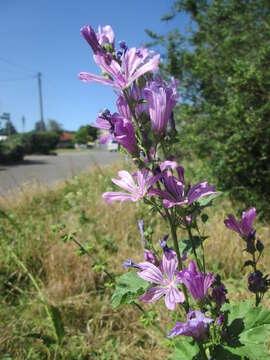 Image of high mallow