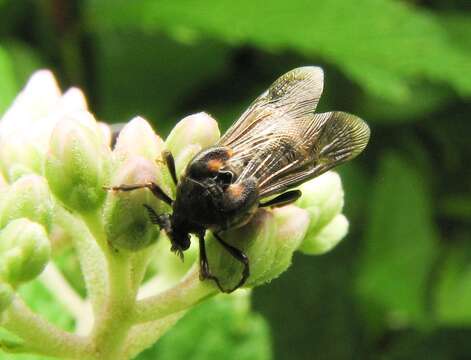 Image of Ripiphorus