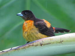 Image of Flame-rumped Tanager