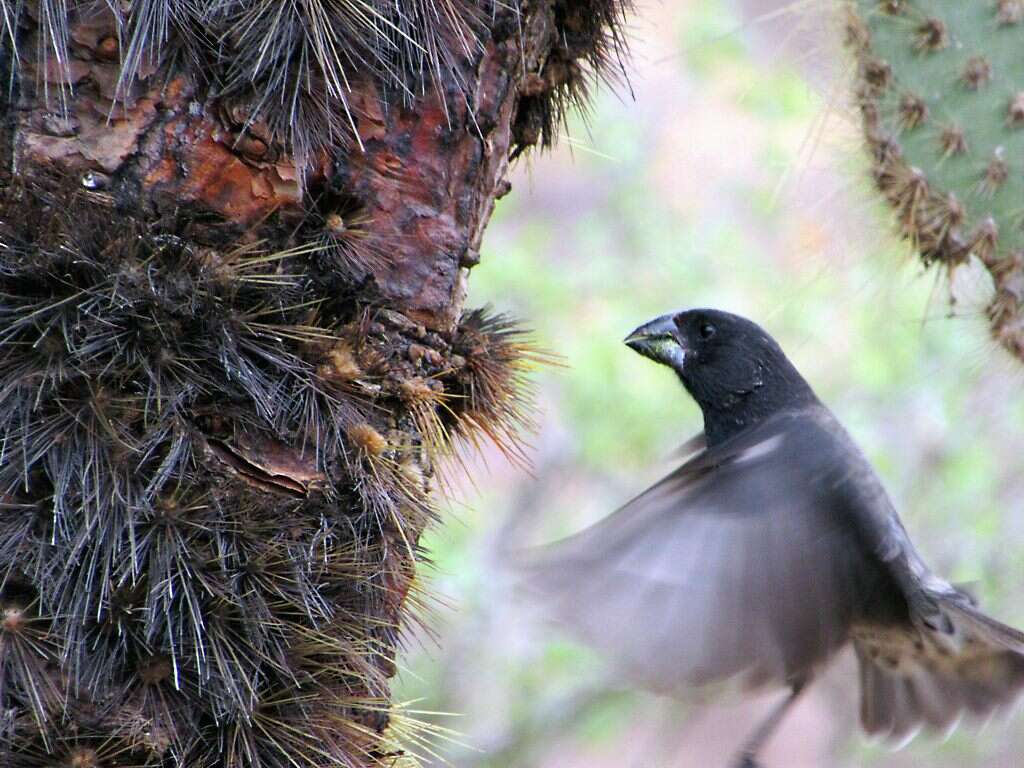 Image of Large Ground Finch