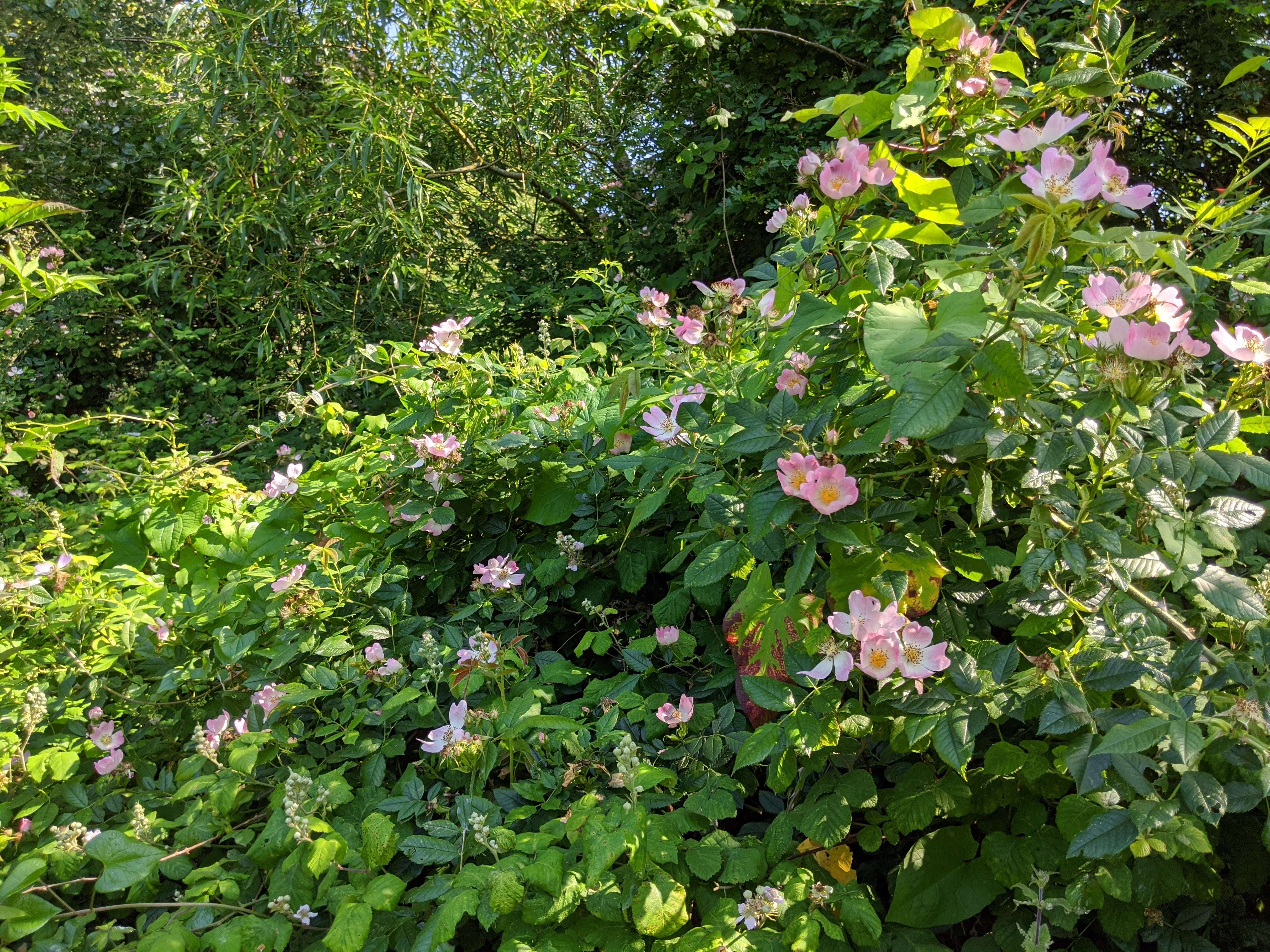 Image of dog rose