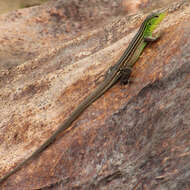 Image of Spix's Whiptail