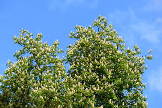 Image of European horse chestnut