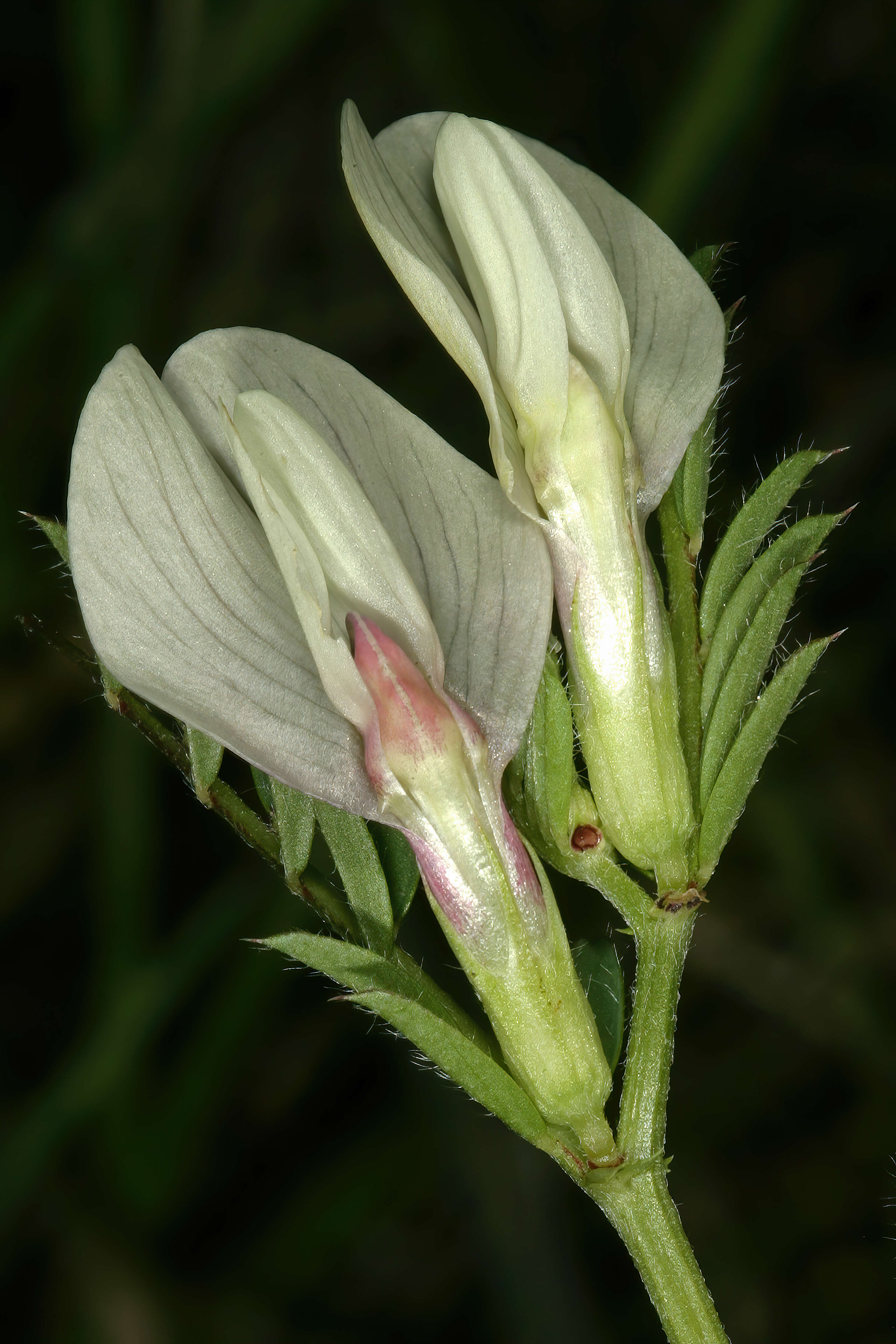 Image of smooth yellow vetch