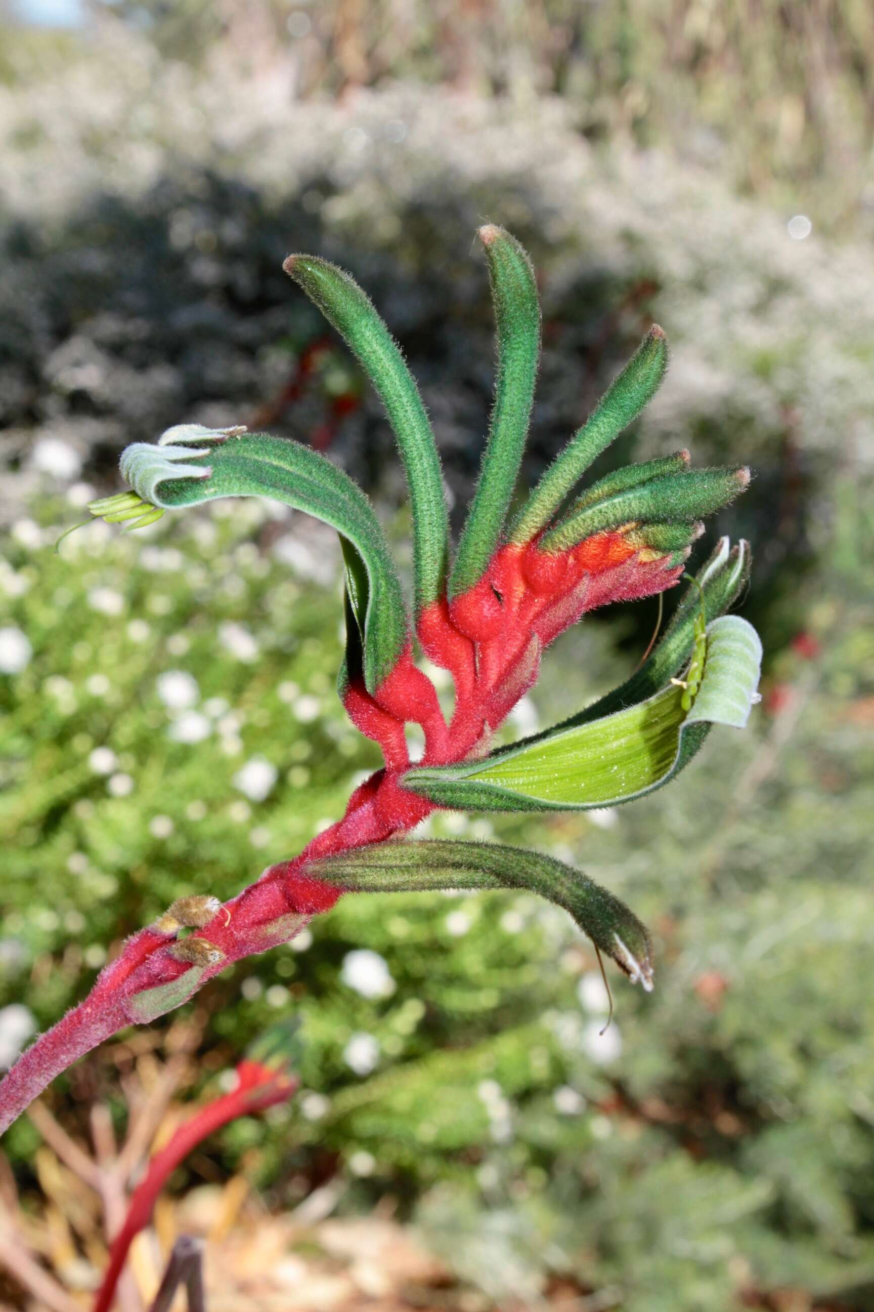 Image of Anigozanthos manglesii D. Don