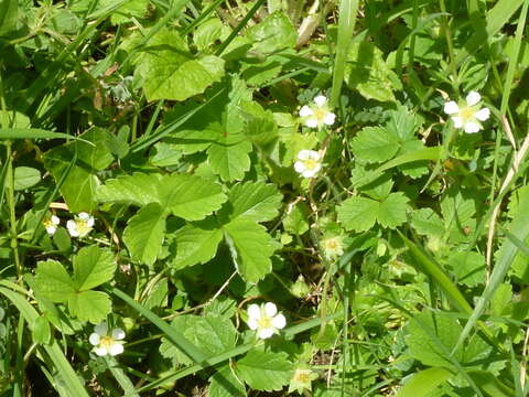 Image of woodland strawberry