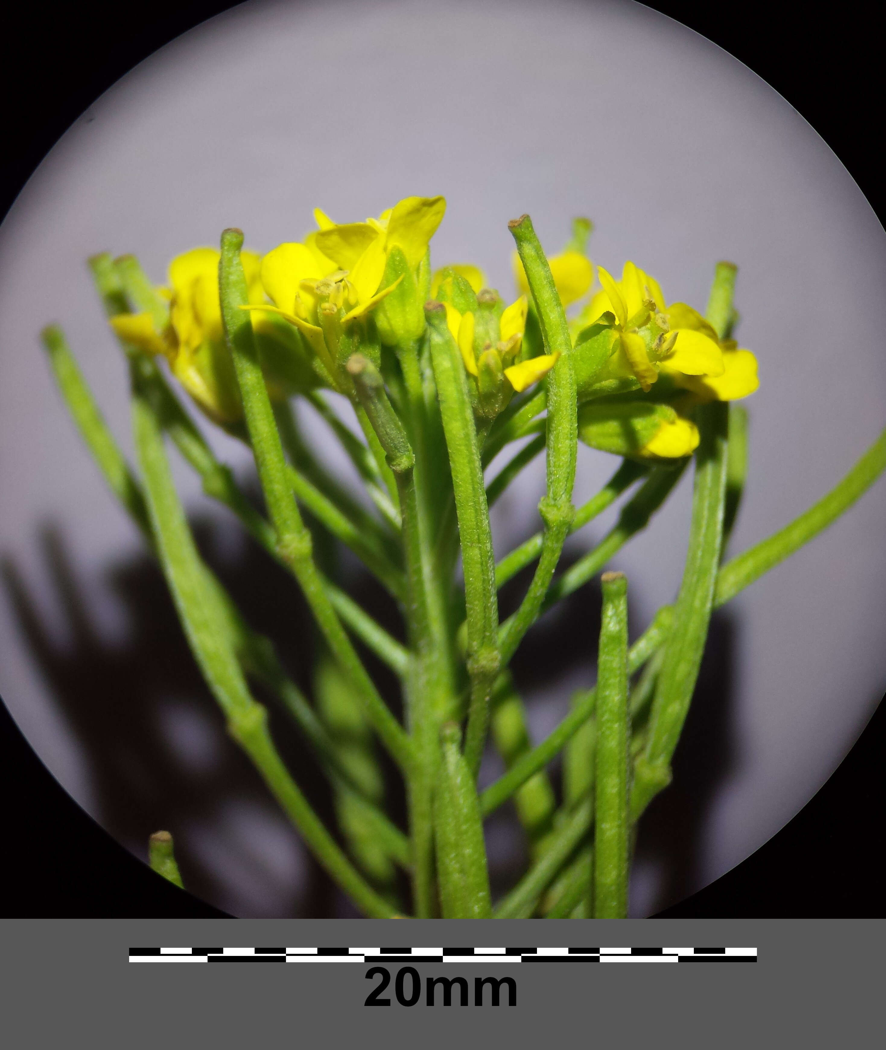Image of treacle mustard