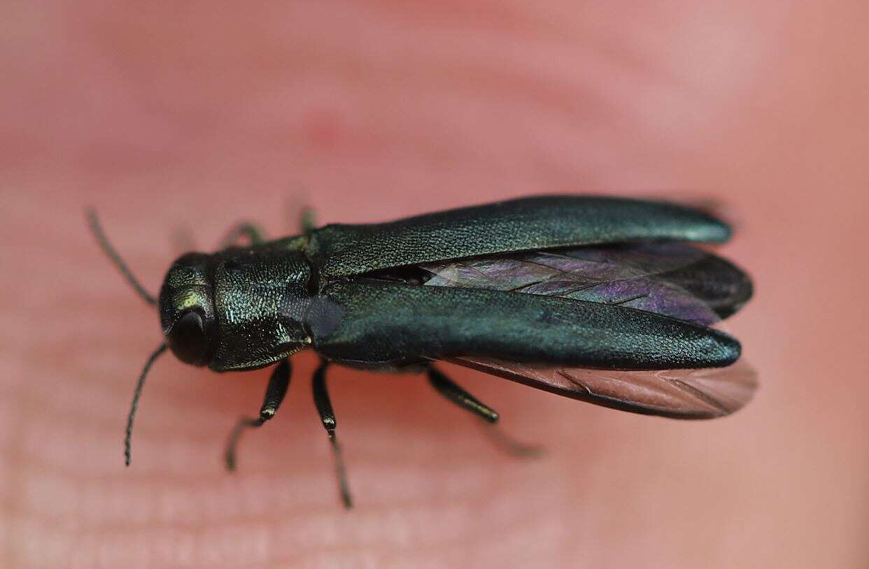 Image of European Oak Borer