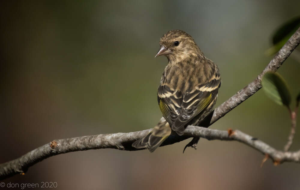 Image of Pine Siskin