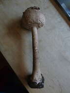 Image of Macrolepiota procera (Scop.) Singer 1948