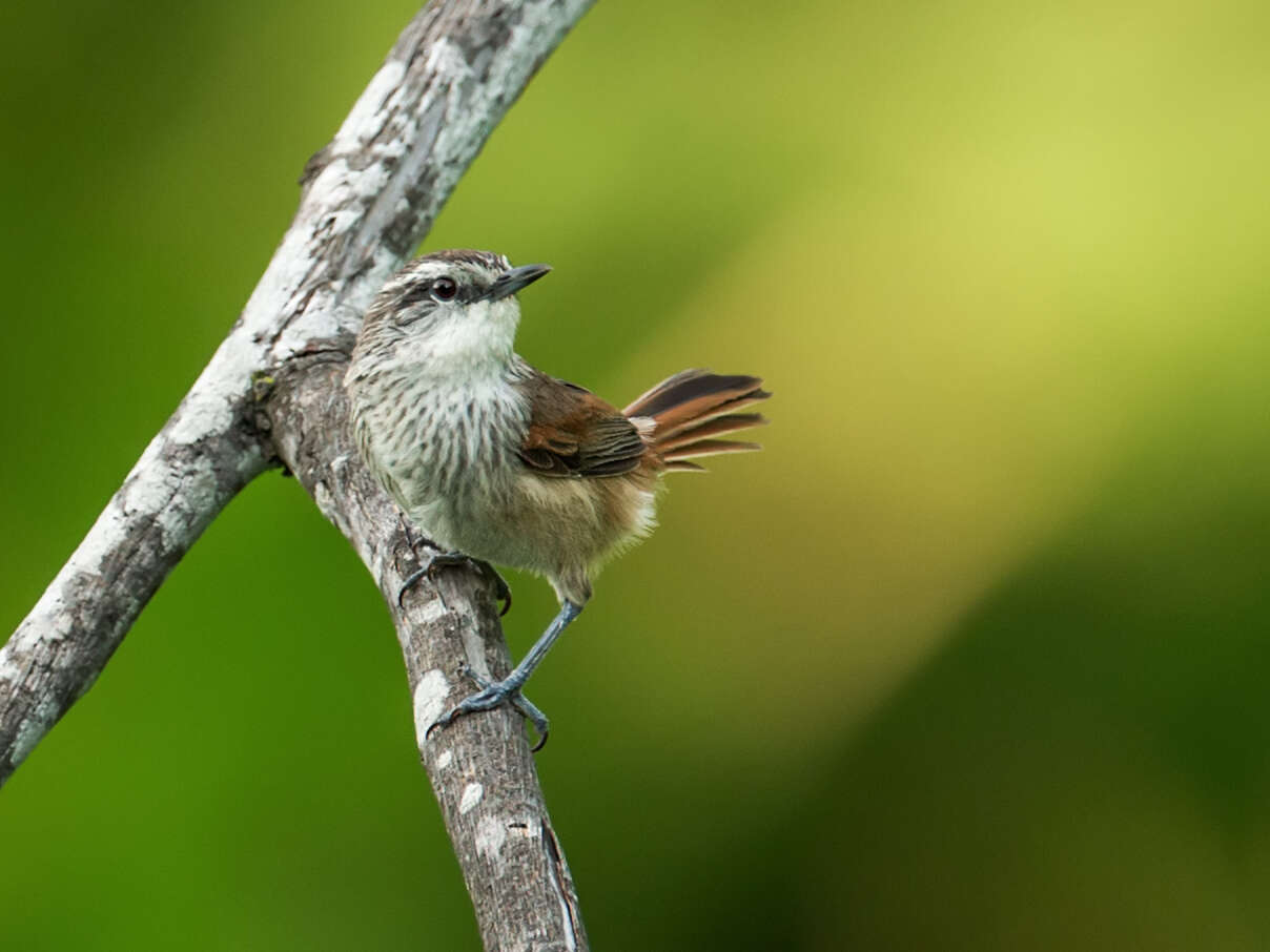 Image of Necklaced Spinetail