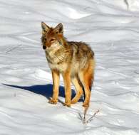 Sivun Canis latrans lestes Merriam 1897 kuva