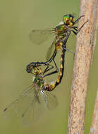 Image of Yellow-spotted Emerald