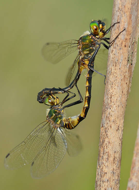 Image of Yellow-spotted Emerald