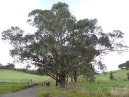 Слика од Eucalyptus yarraensis Maiden & Cambage