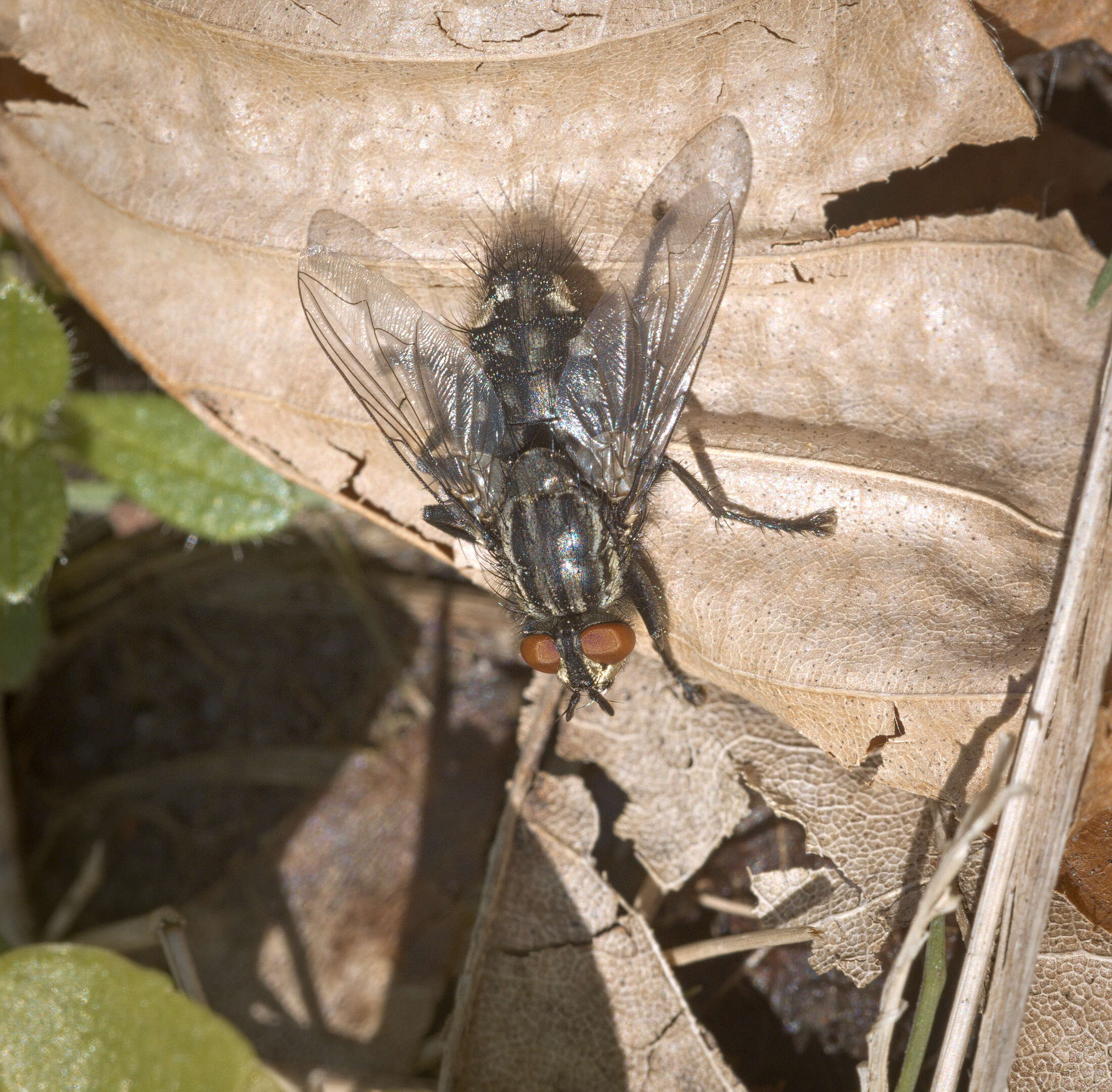 صورة Sarcophaga carnaria (Linnaeus 1758)