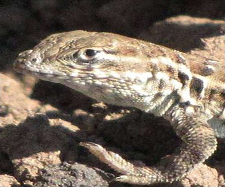 Image of common side-blotched lizard