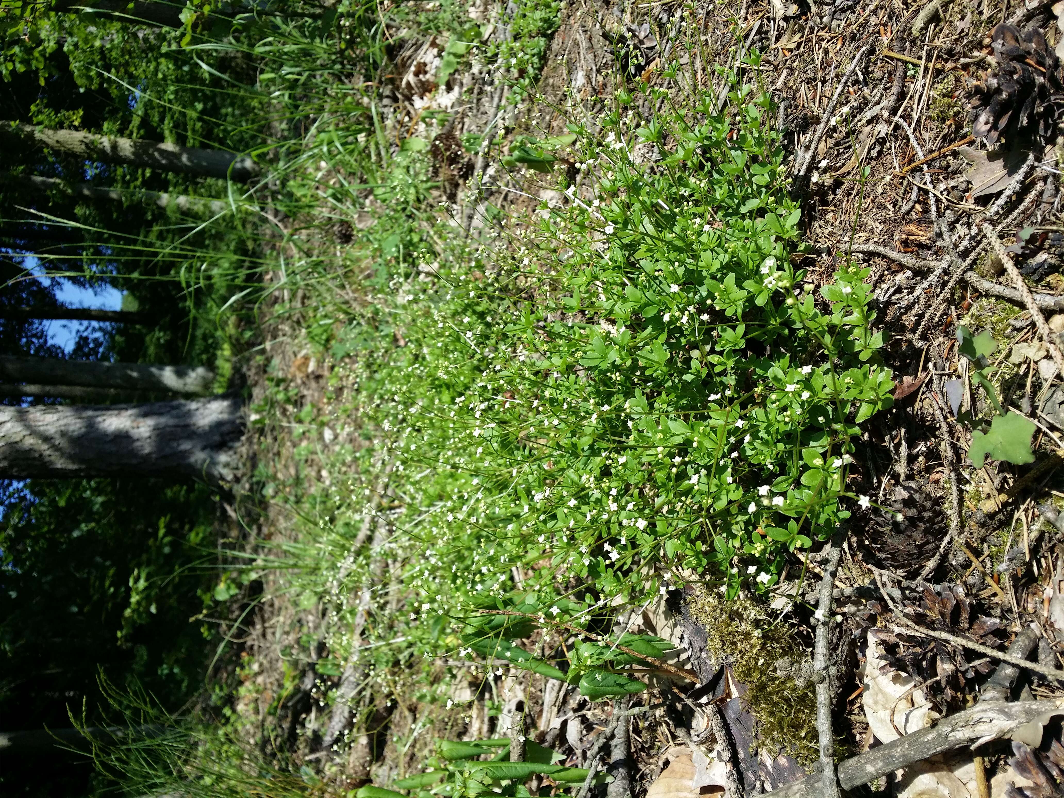 Image of Round-leaved Bedstraw