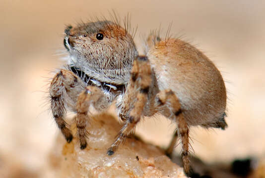 Image of Habronattus ustulatus (Griswold 1979)