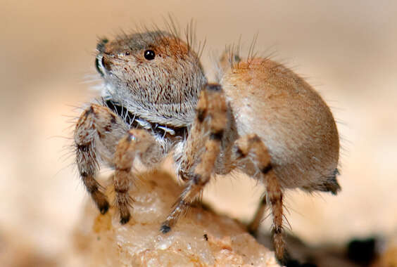 Image of Habronattus ustulatus (Griswold 1979)