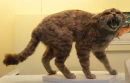 Image of European wildcat