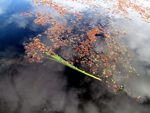 Image of Mosquito fern