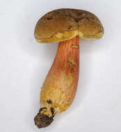 Hortiboletus bubalinus (Oolbekk. & Duin) L. Albert & Dima 2015 resmi