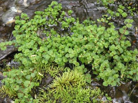 Plancia ëd Chrysosplenium americanum Schwein. ex Hook.