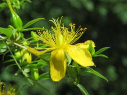 Image of Hypericum oblongifolium Choisy