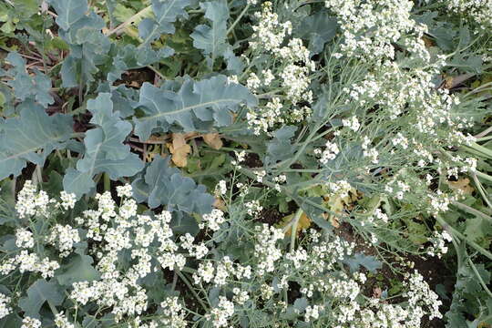 Image of sea kale