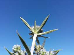 Image of amethyst eryngo