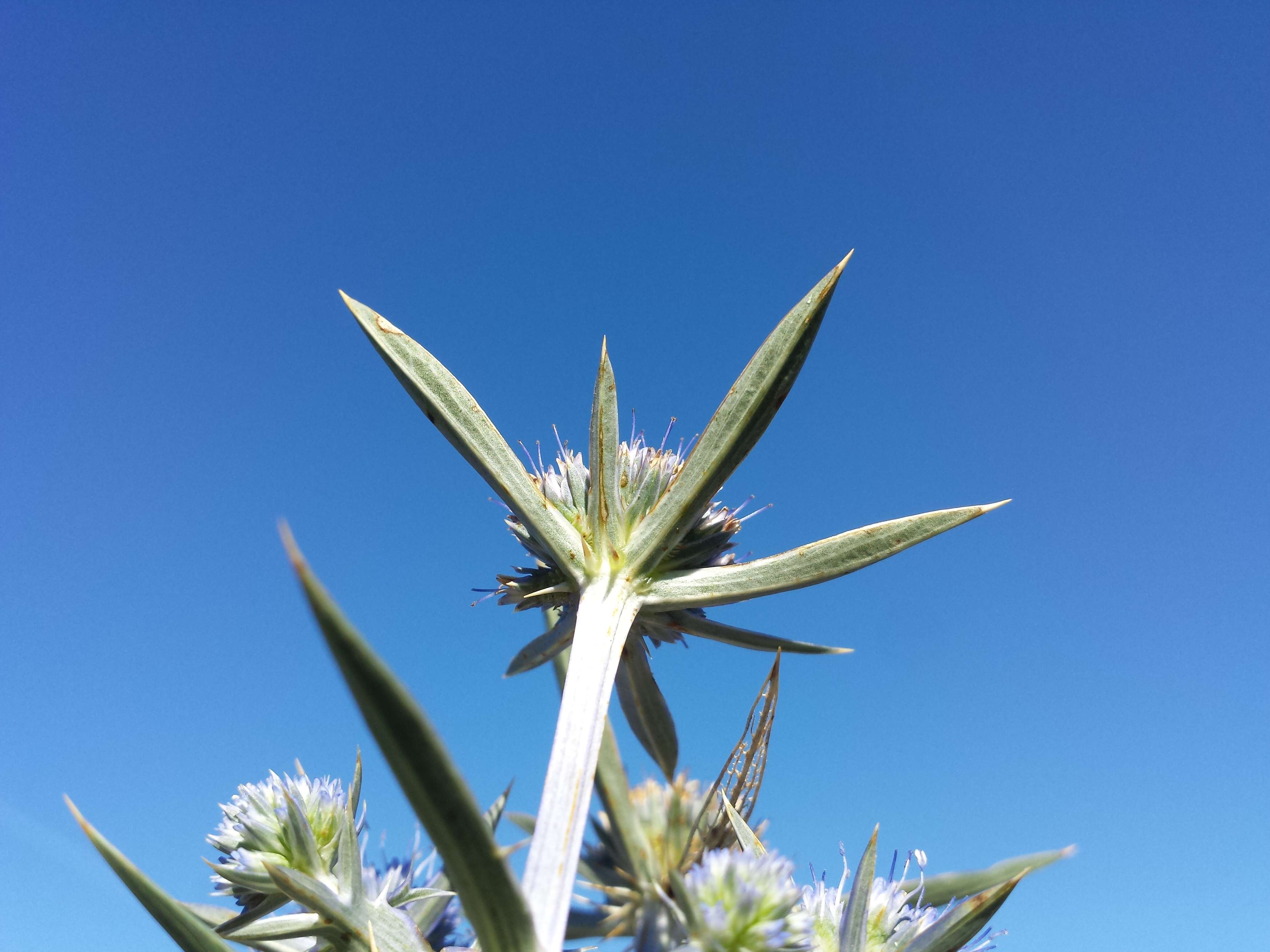 Image of amethyst eryngo