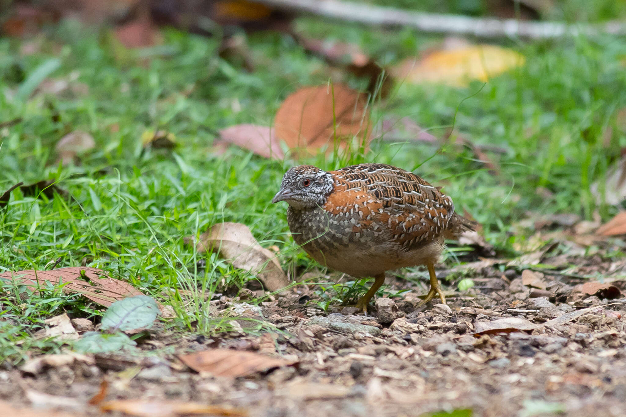 Image of Painted Buttonquail