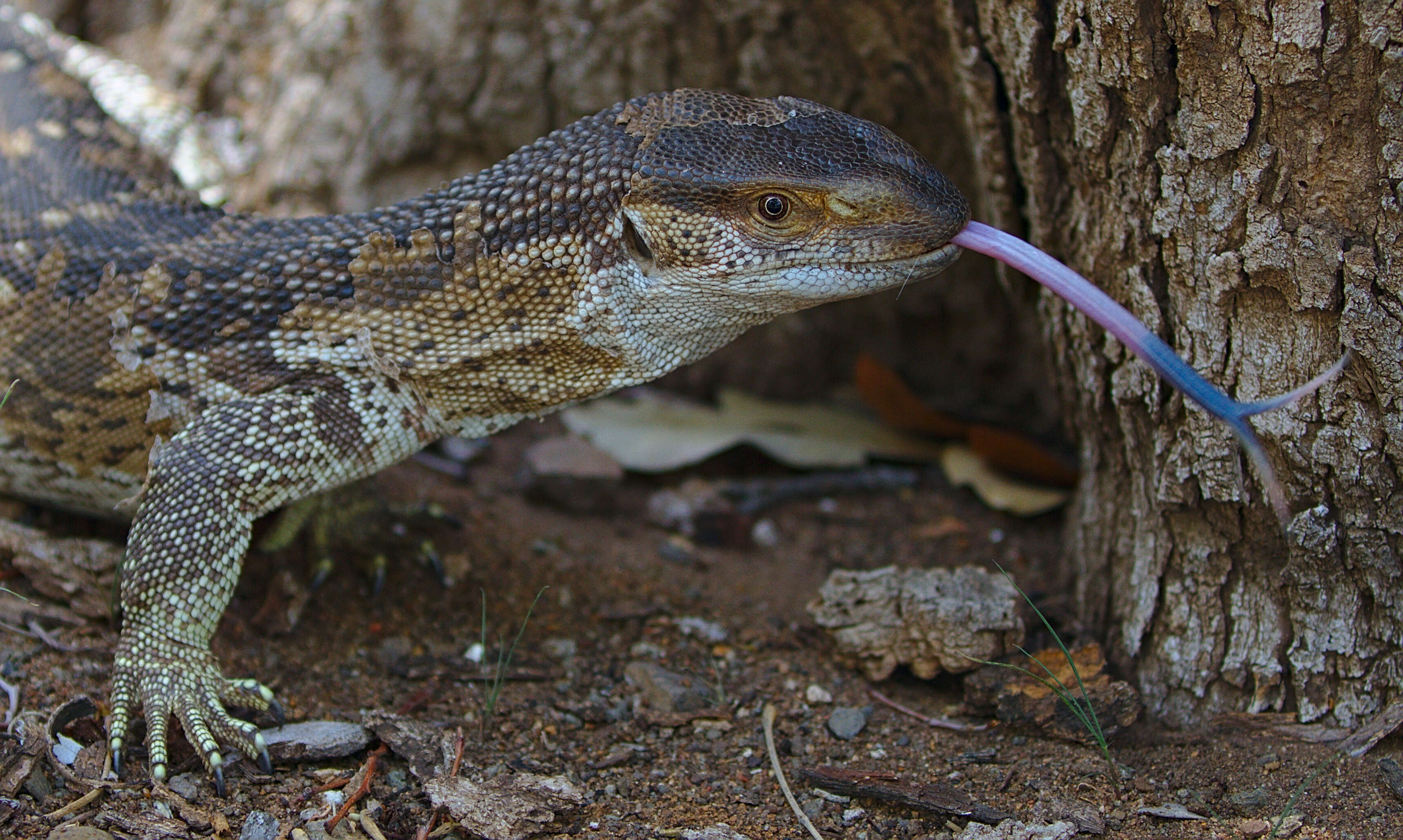 Image of White-throated monitor