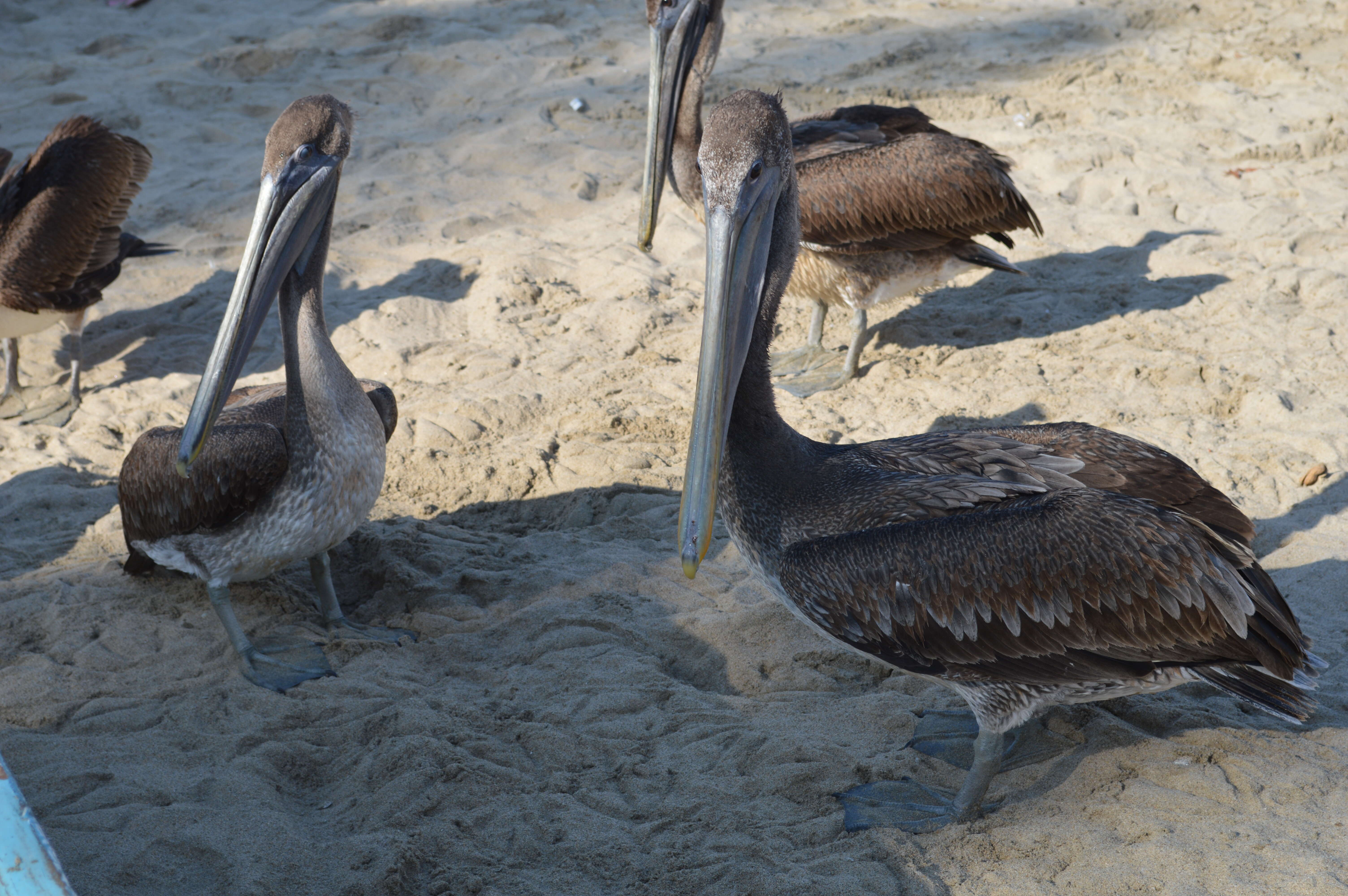 Image of California brown pelican