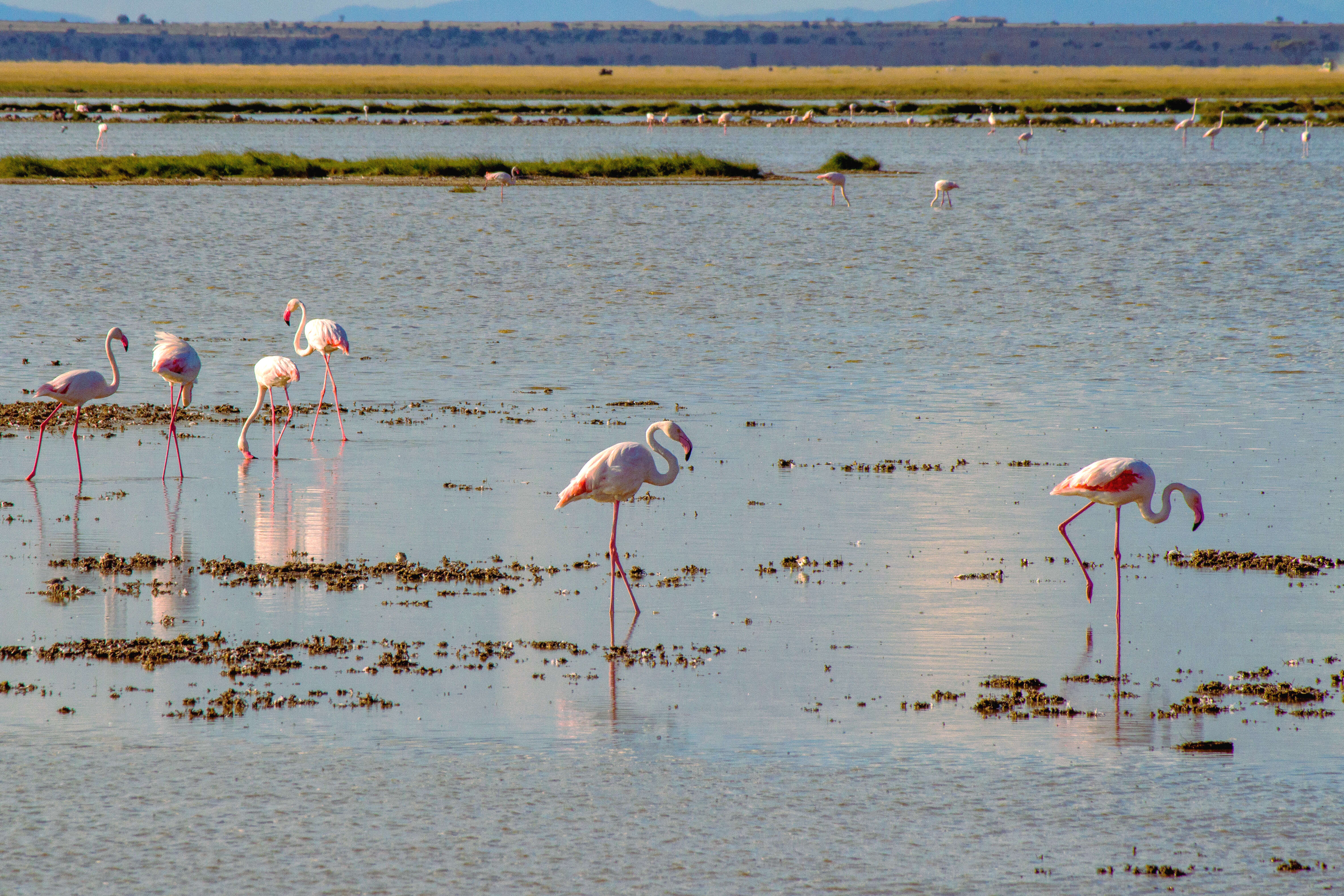 Imagem de Phoenicopterus roseus Pallas 1811