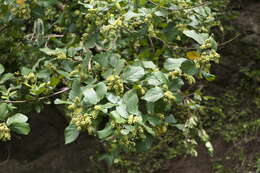 Image of Antidesma ghaesembilla Gaertn.