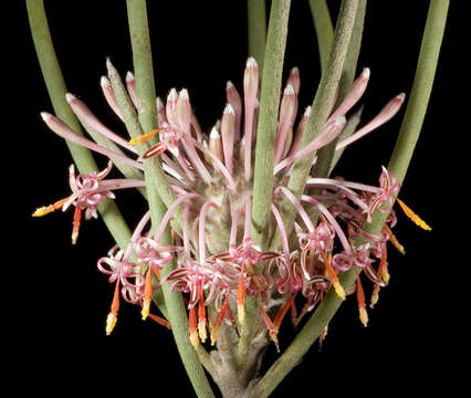 Imagem de Isopogon scabriusculus Meissn.