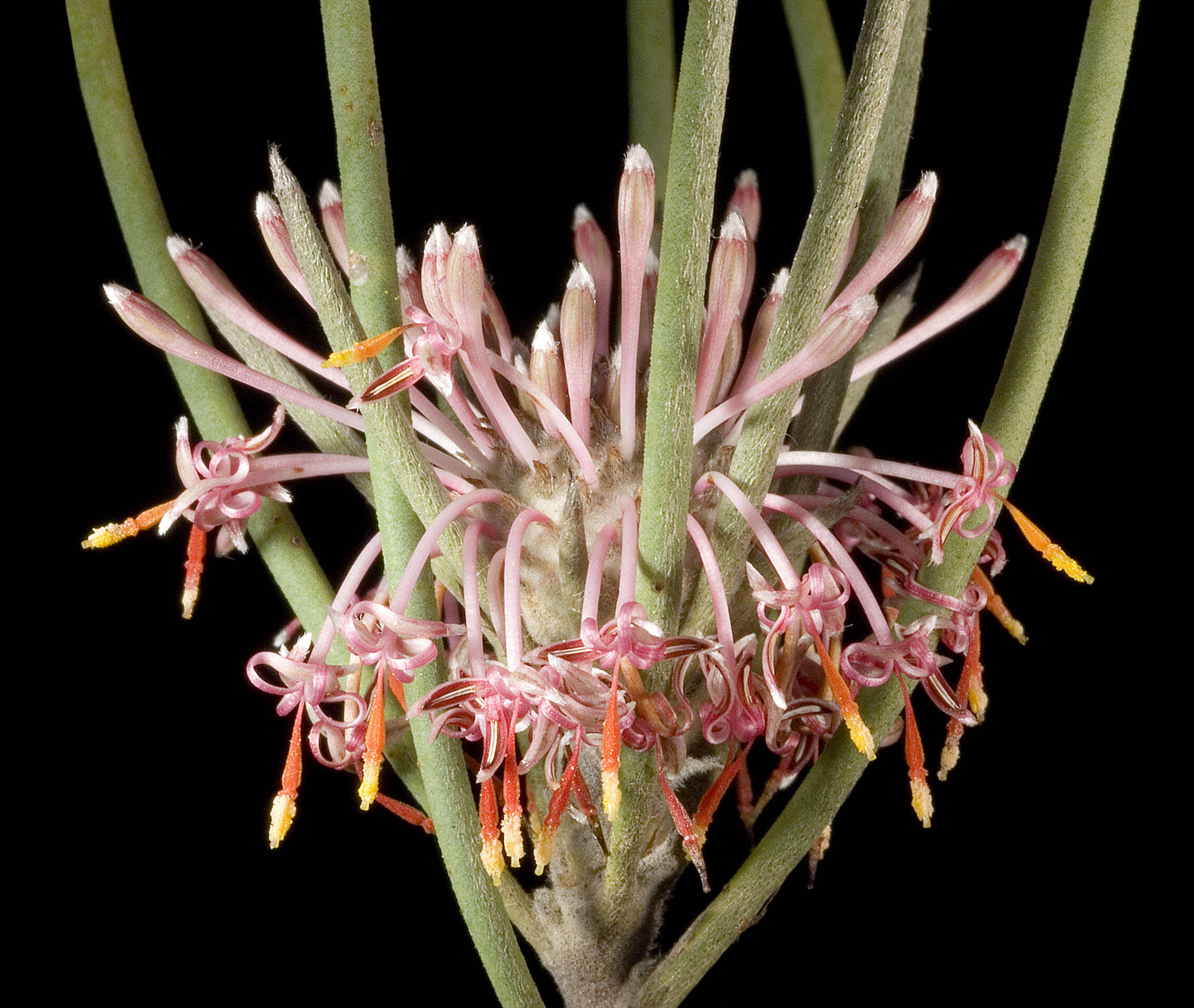 Image of Isopogon scabriusculus Meissn.