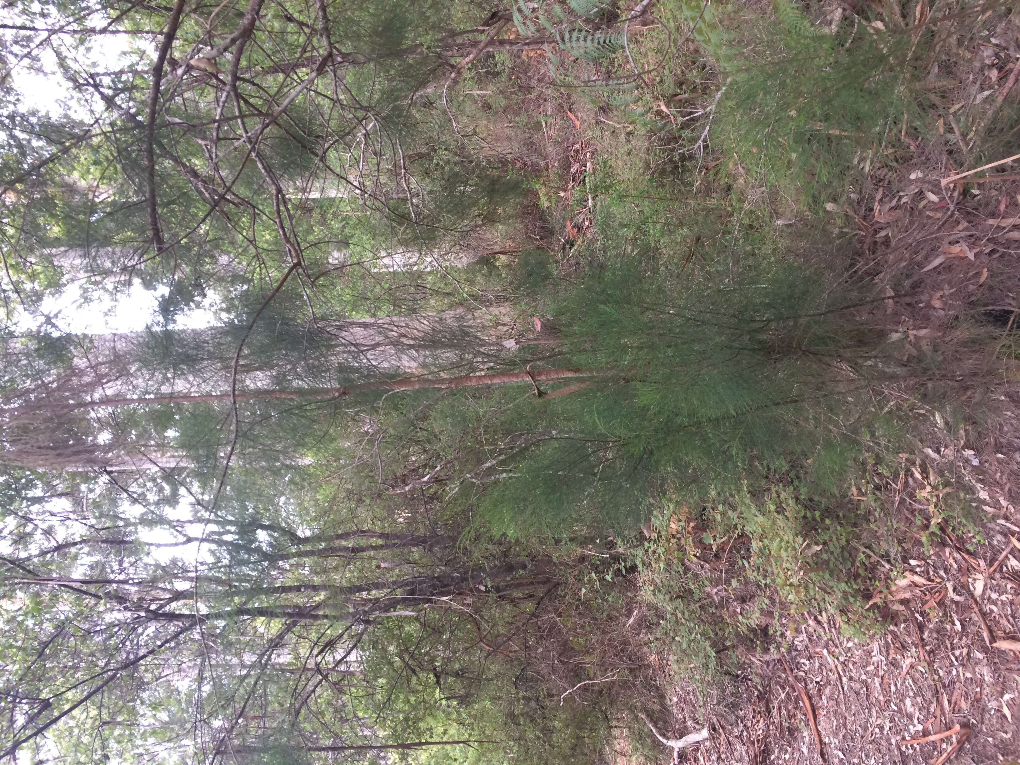 Image of Allocasuarina decussata (Benth.) L. A. S. Johnson