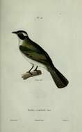 Image of Light-vented Bulbul