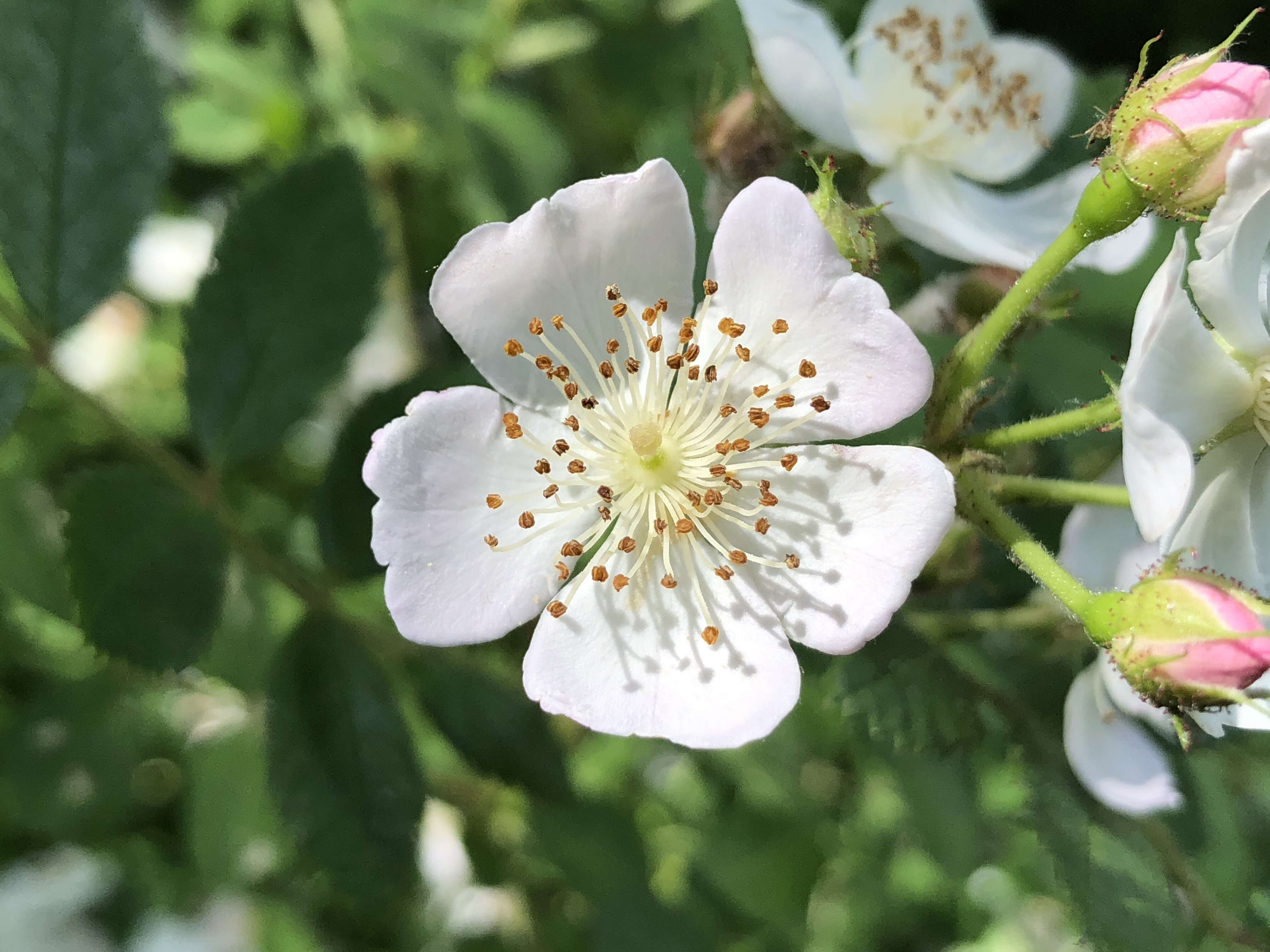 Image de Rosa multiflora Thunb.