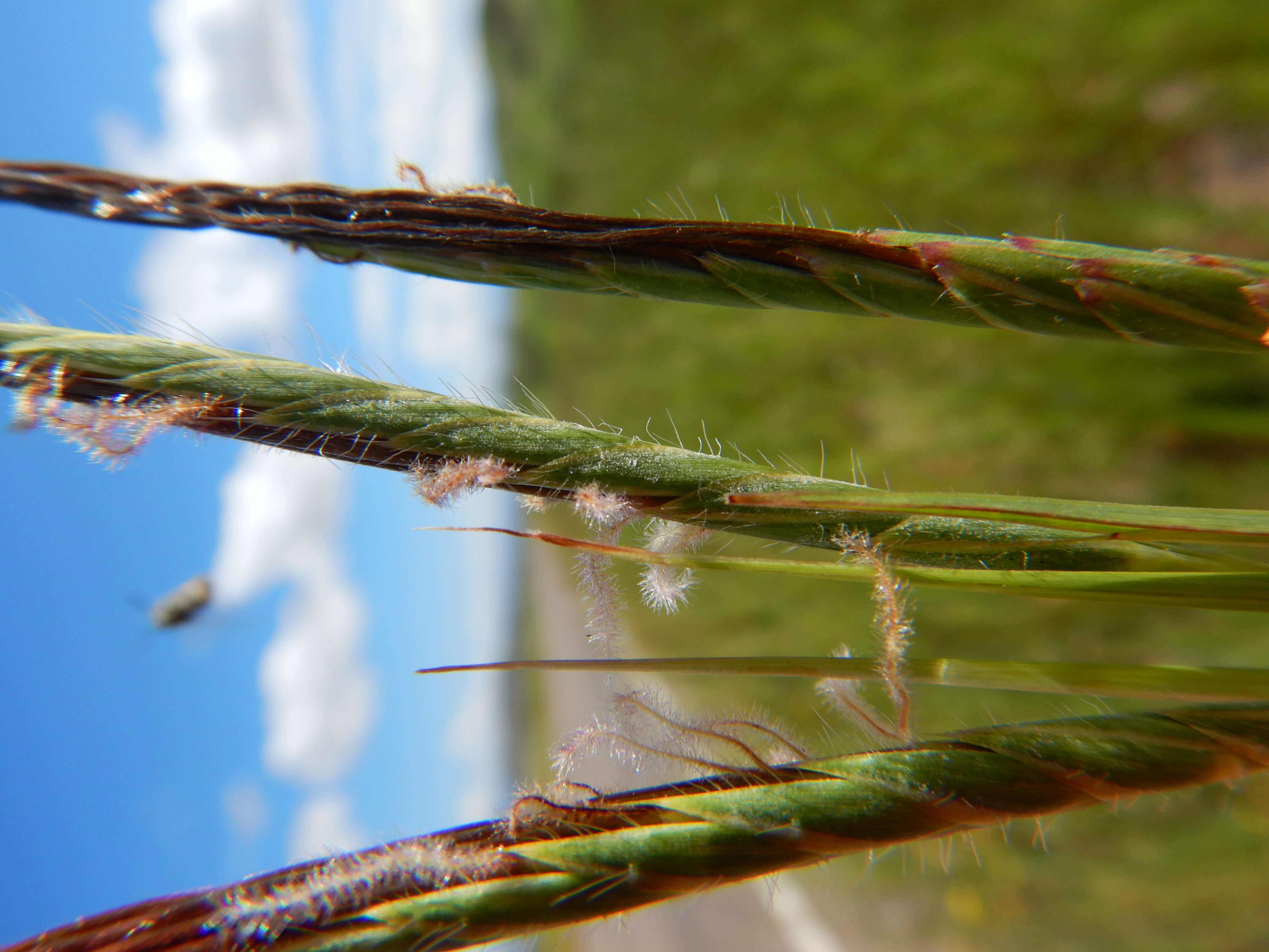 Слика од Heteropogon