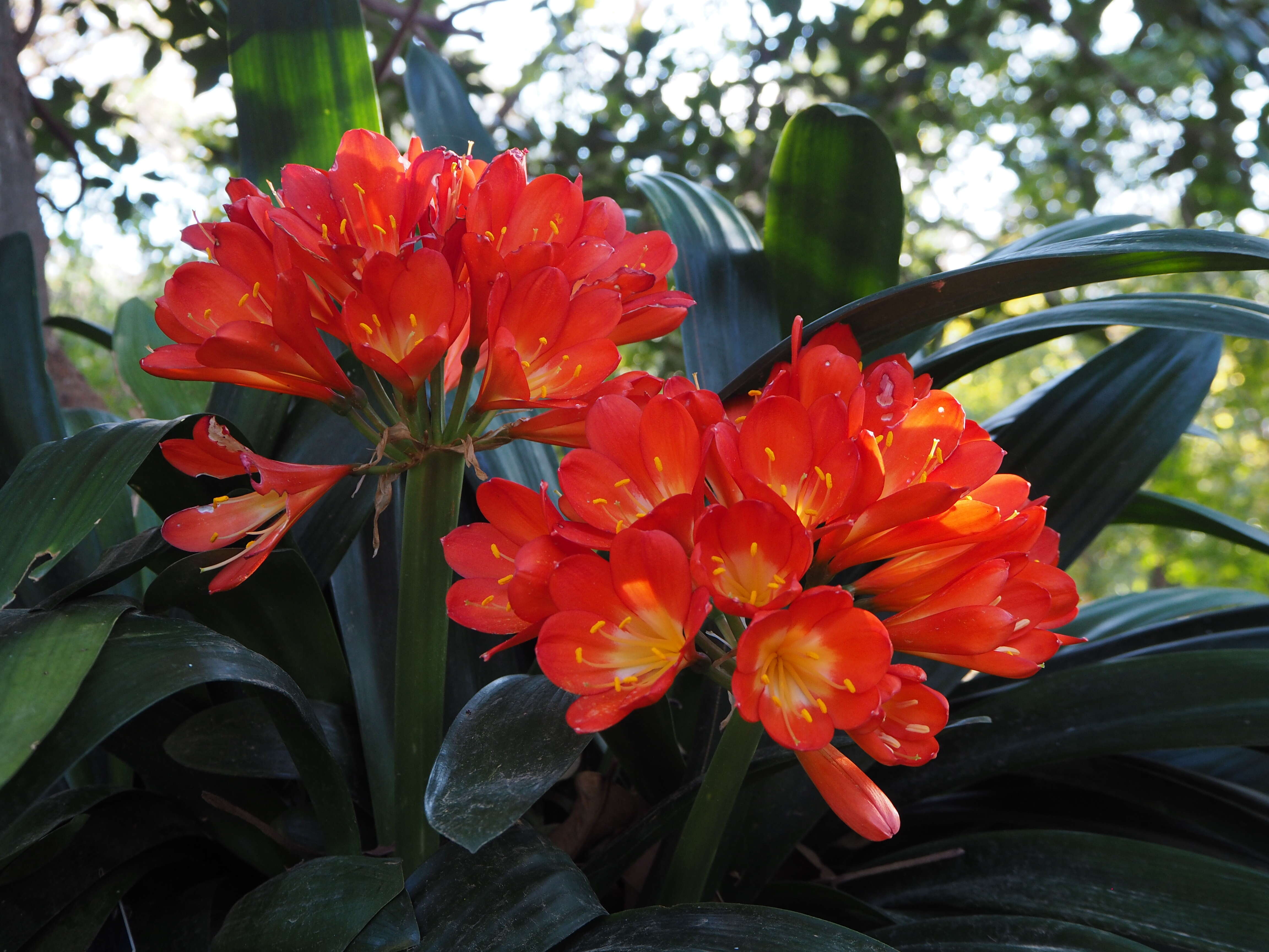 Imagem de Clivia