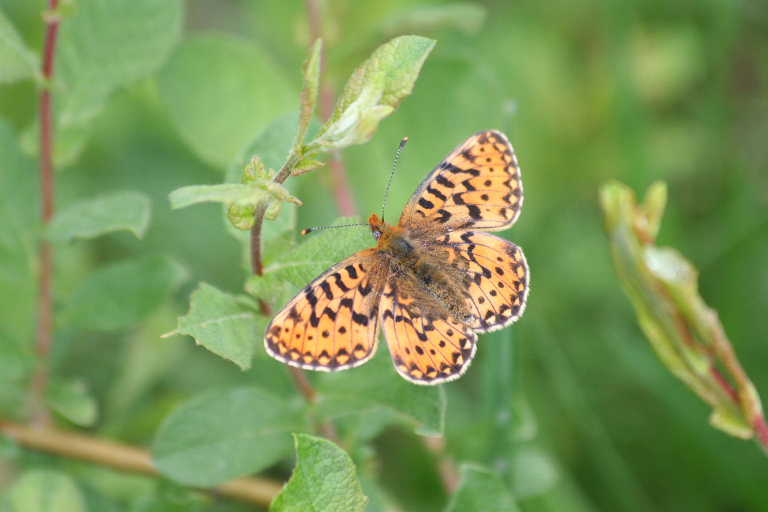 Plancia ëd Boloria euphrosyne