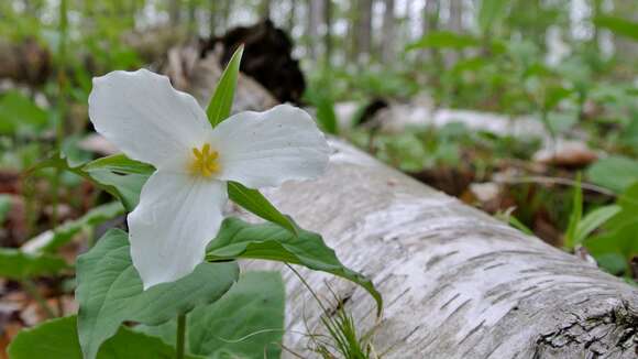 Image of White trillium