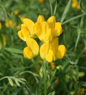 Слика од Lathyrus pratensis L.